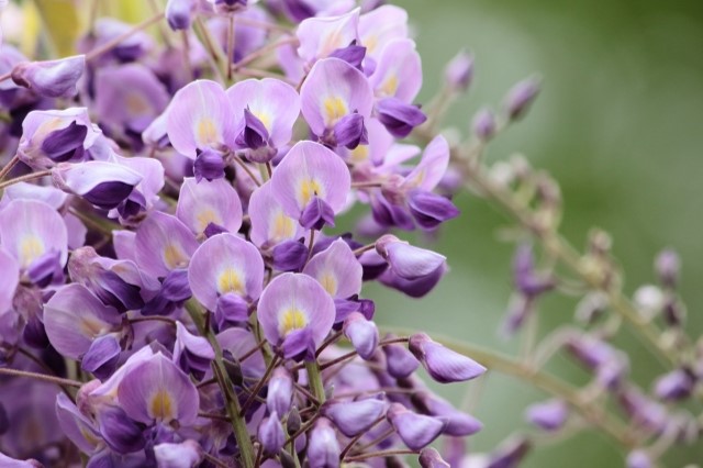 藤の花