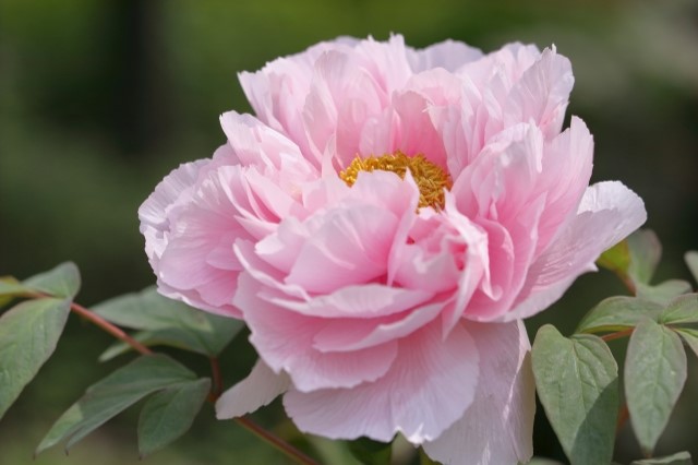 ピンク色の牡丹の花